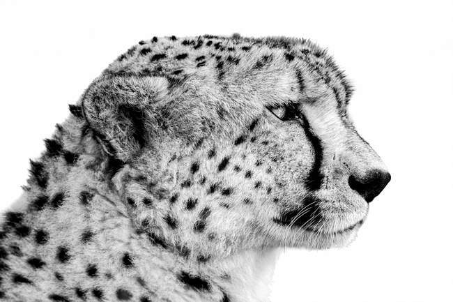 Ritratto in bianco e nero di un primo piano della testa di un ghepardo (Acinonyx jubatus); Tanzania — Foto stock