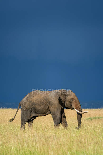 African bush elephant (Loxodonta africana) walking in the long grass on the savanna on a sunny day with a stormy sky overhead;Tanzania — Stock Photo