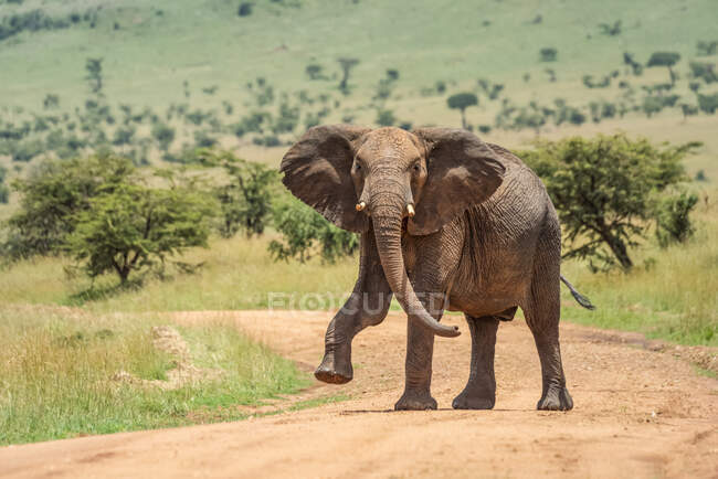 Elefante del bush africano (Loxodonta africana) che guarda la macchina fotografica e solleva il piede mentre attraversa la strada sterrata; Tanzania — Foto stock