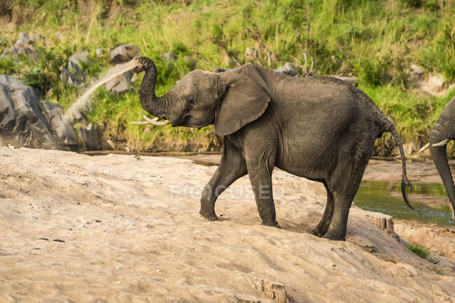 Elefante africano (Loxodonta africana) tomando un baño de arena junto a un río; Kenia - foto de stock