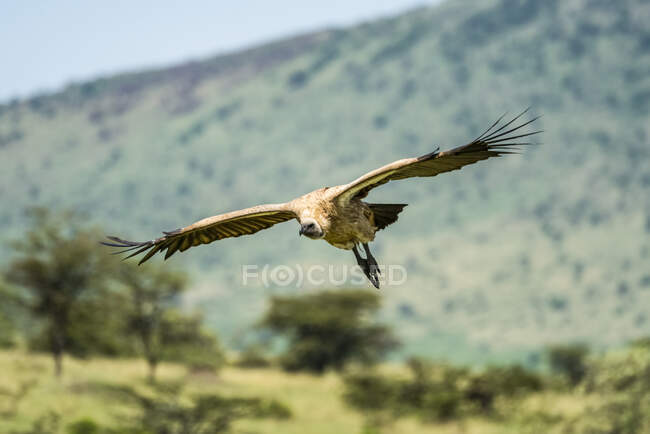 African white-backed vulture (Gyps africanus) gliding over the savanna; Tanzania — Stock Photo