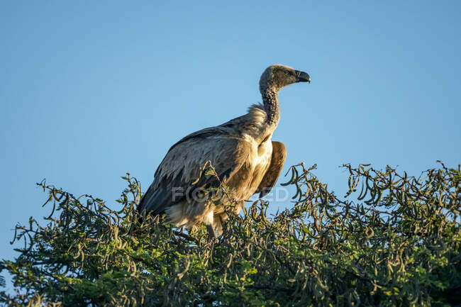 African white-backed vulture (Gyps africanus) perched on tree top against blue sky; Tanzania — Stock Photo