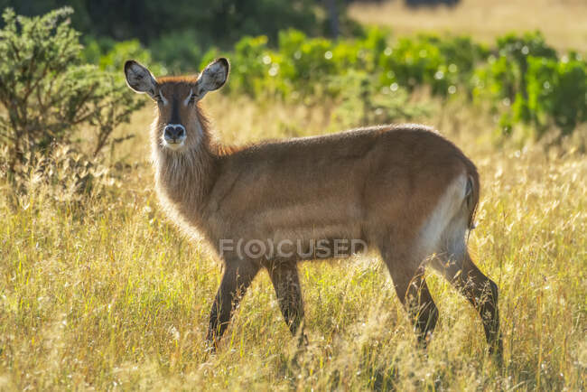 Retrato retroiluminado de uma fêmea defassa waterbuck (Kobus ellipsiprymnus) caminhando pela grama; Tanzânia — Fotografia de Stock