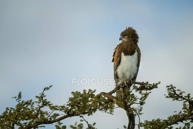 Schwarzbrust-Schlangenadler (Circaetus pectoralis) thront auf einer Baumkrone vor blauem Himmel und blickt zur Seite; Tansania — Stockfoto