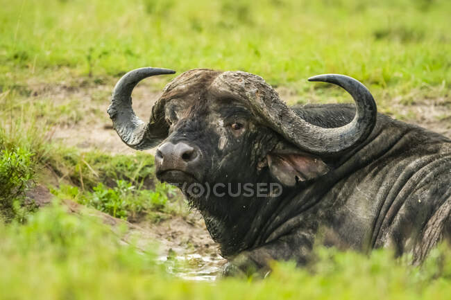 Gros plan d'un buffle du Cap (Syncerus caffer) couché dans la boue et regardant la caméra ; Kenya — Photo de stock
