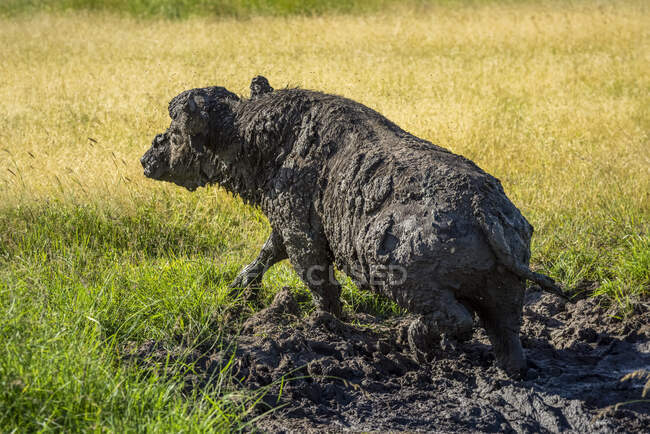 Rear view of cape buffalo (Syncerus caffer) getting up from muddy wallow at Grumeti; Tanzania — Stock Photo