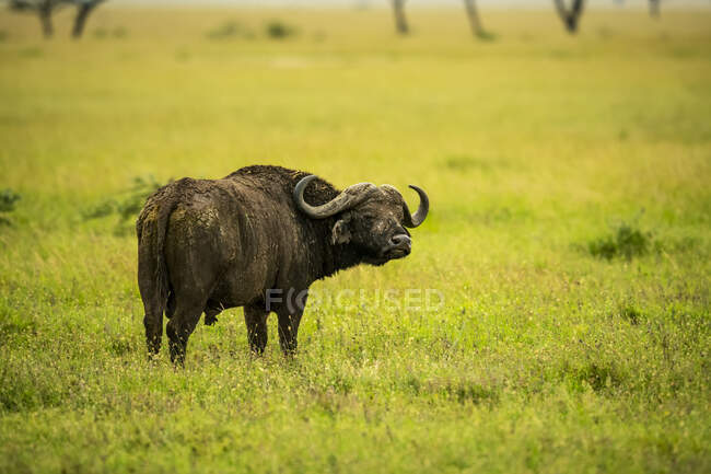 Kapbüffel (Syncerus caffer) steht im Gras in der Savanne und blickt über die Schulter in die Kamera; Tansania — Stockfoto