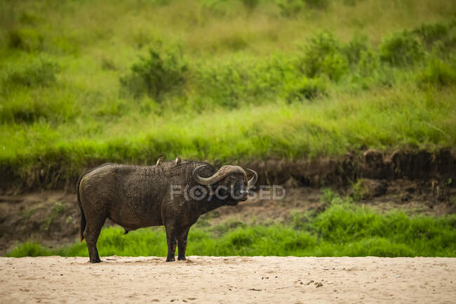 Cape buffalo (Syncerus caffer) standing in the sand with oxpeckers on back; Kenya — Stock Photo