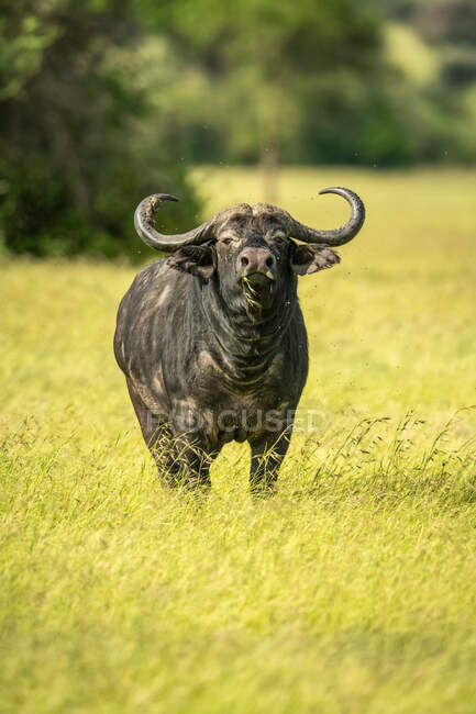 Портрет буйвола (Syncerus caffer), стоящего в длинной траве, пасущегося на саванне, смотрящего в камеру; Танзания — стоковое фото