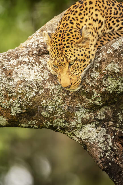 Close-up of leopard (Panthera pardus) staring down from tree branch; Kenya — Stock Photo