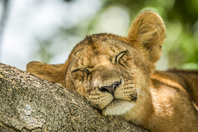 Close-up of lion cub (Panthera leo) asleep in tree; Tanzania — Stock Photo