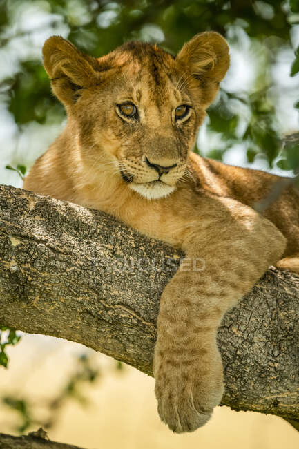 Крупный план львиного детёныша (Panthera leo), отдыхающего на ветке деревьев в тени; Танзания — стоковое фото