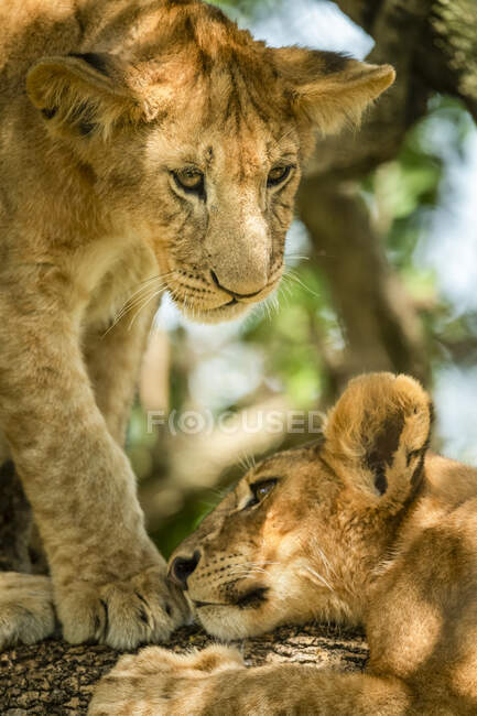Close-up of lion cub (Panthera leo) standing over and looking down at another cub lying down in tree; Tanzania — Stock Photo