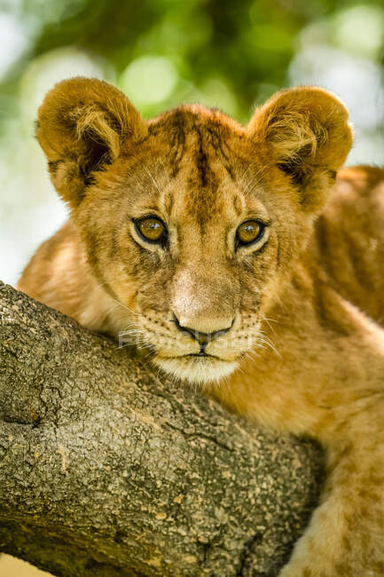 Крупный план детёныша льва (Panthera leo), движущегося по ветке дерева, глядя вдаль; Танзания — стоковое фото