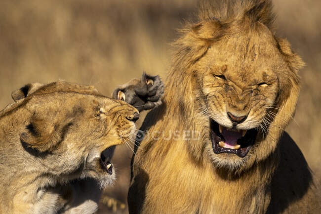 Nahaufnahme einer wütenden Löwin, die einen männlichen Löwen während eines Kampfes schlägt; Tansania — Stockfoto