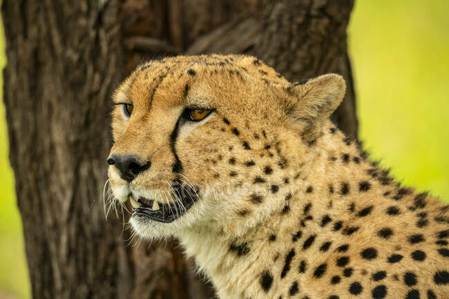 Close-up portrait of cheetah (Acinonyx jubatus) sitting next to a tree trunk; Tanzania — Stock Photo