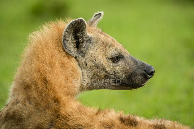 Close-up portrait of spotted hyena (Crocuta crocuta) looking over shoulder; Tanzania — Stock Photo
