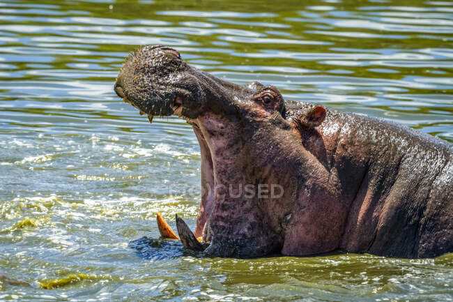 Gros plan de l'hippopotame (Hippopotamus amphibius) dans l'eau à grande bouche ouverte ; Tanzanie — Photo de stock