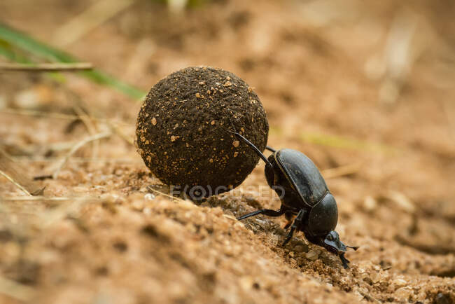 Крупный план навозного жука (Scarabaeidae), толкающего шар фекалий вверх по склону; Танзания — стоковое фото