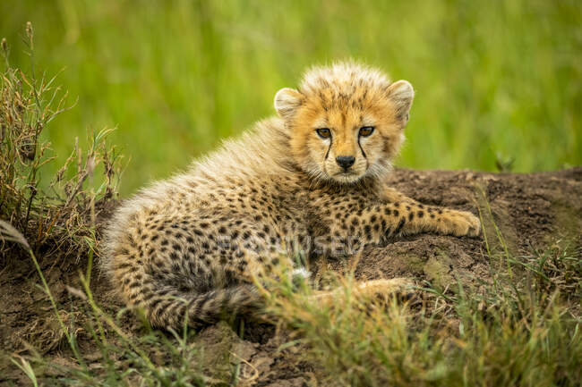 Портрет детёныша гепарда (Acinonyx jubatus), лежащего на земле и смотрящего в камеру; Танзания — стоковое фото