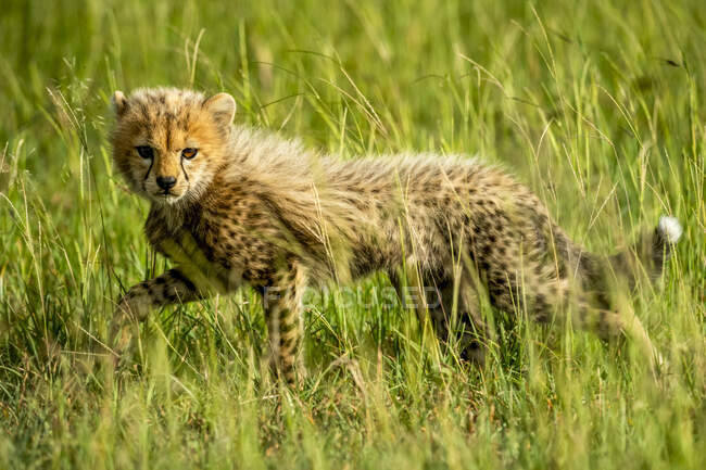 Cheetah cub (Acinonyx jubatus) sollevare la gamba mentre si cammina attraverso l'erba sulla savana e guardando la fotocamera; Tanzania — Foto stock