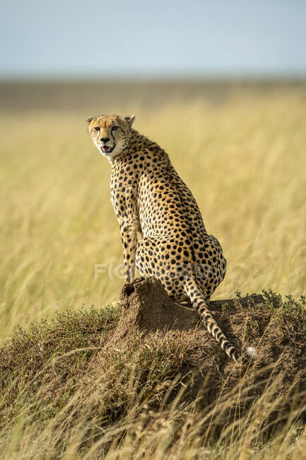 Porträt eines Geparden (Acinonyx jubatus), der auf einem Termitenhügel in der Savanne sitzt und in die Kamera blickt; Tansania — Stockfoto