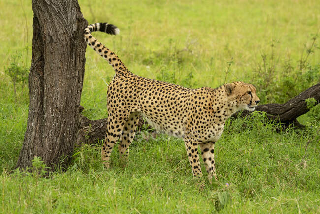 Cheetah (Acinonyx jubatus) standing by tree trunk marking territory; Tanzania — Stock Photo