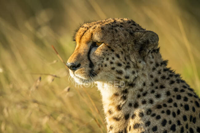 Nahaufnahme von Geparden (Acinonyx jubatus) im Gegenlicht des goldenen Sonnenlichts in der Savanne; Tansania — Stockfoto