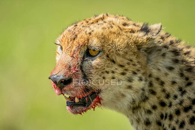 Close-up portrait of cheetah (Acinonyx jubatus) with blood stained face; Tanzania — Stock Photo