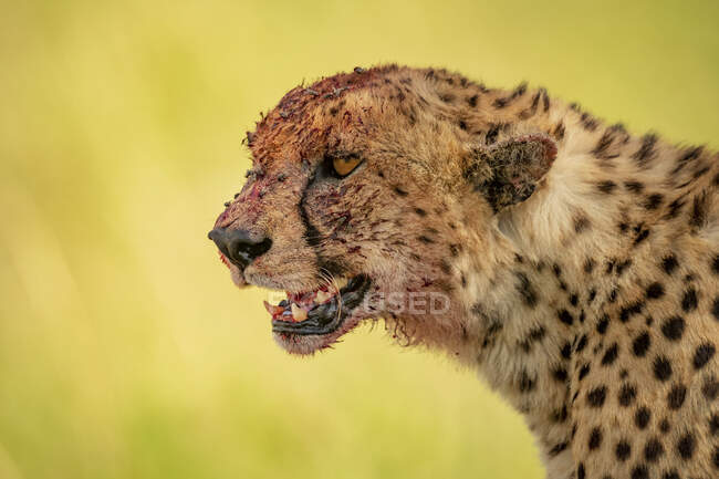 Close-up portrait of cheetah (Acinonyx jubatus) with head covered in blood after feeding; Tanzania — Stock Photo
