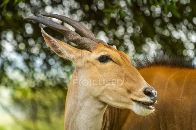 Close-up portrait of common eland (Taurotragus oryx) with head turned facing right; Kenya — Stock Photo