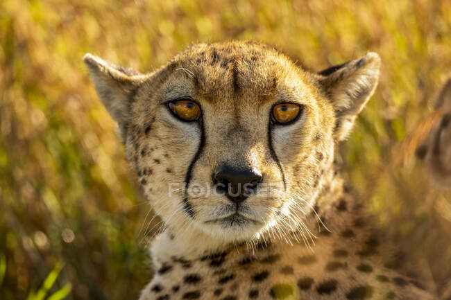 Close-up portrait of cheetah lying in the grass and looking at the camera; Tanzania — Stock Photo