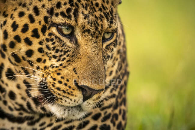 Primer plano de la cara de leopardo con ojos verdes mirando hacia abajo y a la derecha; Kenia - foto de stock