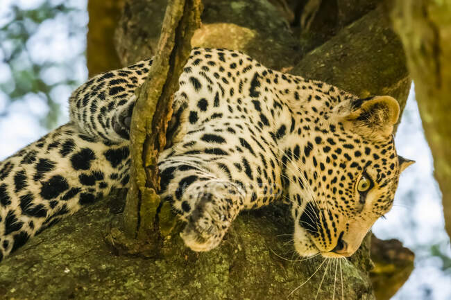 Primer plano del leopardo (Panthera pardus) mirando desde el árbol; Tanzania - foto de stock
