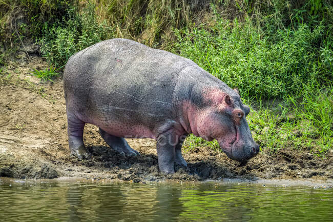Hippo (Hippopotamus amphibius) standing on muddy riverbank next to the water on a sunny day; Tanzania — Stock Photo