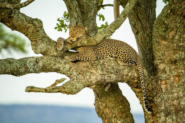 Leopardo (Panthera pardus) acostado en un árbol relajante y descansando cabeza y pata en la rama; Tanzania - foto de stock