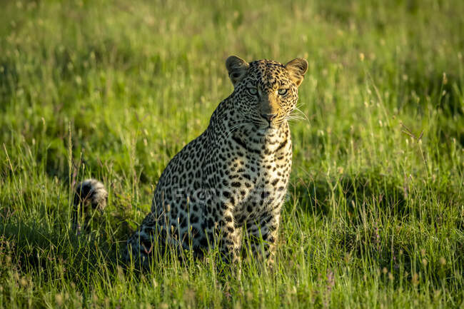 Retrato de un leopardo (Panthera pardus) sentado en la hierba mirando a la cámara; Tanzania - foto de stock