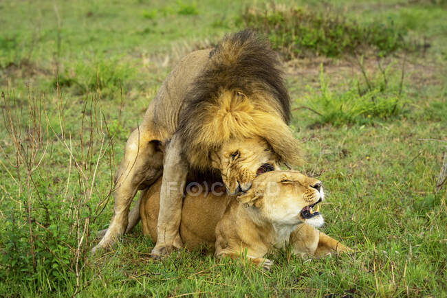 León (Panthera leo) mordiendo la nuca de leona mientras se aparea; Kenia - foto de stock