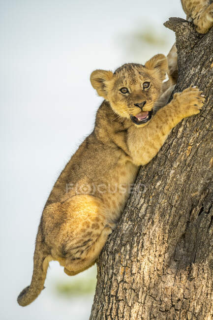 Close-up portrait of lion cub (Panthera leo) clinging to tree trunk with claws and looking at camera; Tanzania — Stock Photo