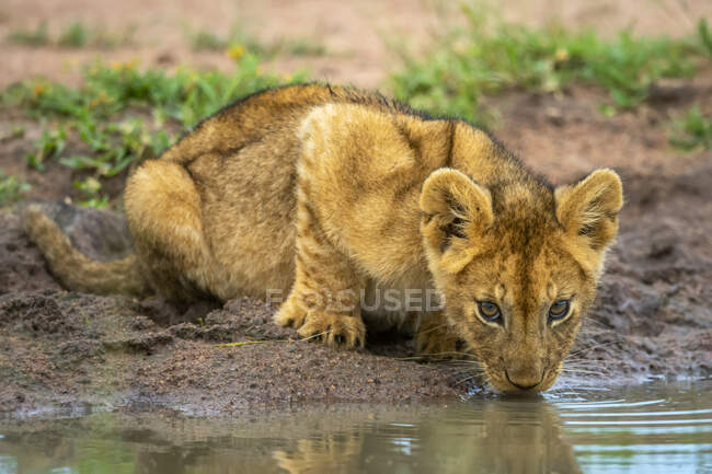 Close-up of lion cub (Panthera leo) drinking from muddy watering hole; Tanzania — Stock Photo