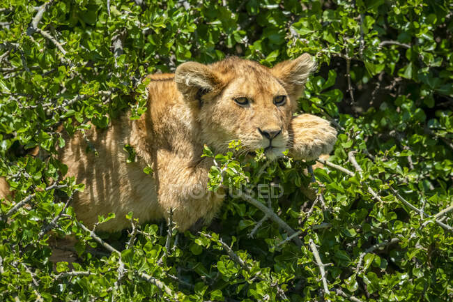 Лев детеныш (Panthera leo), лежащий в кустах между листвы на солнце; Танзания — стоковое фото