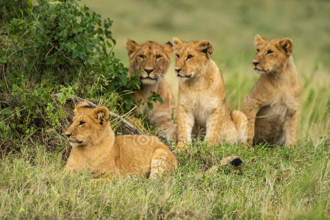Cuatro cachorros de león (Panthera leo) acostados y sentados en la hierba; Kenia - foto de stock