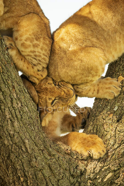 Primer plano del cachorro de león (Panthera leo) aplastado por otros dos cachorros en un árbol; Tanzania - foto de stock