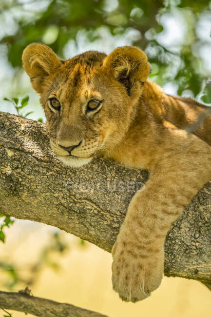Retrato de primer plano del cachorro de león (Panthera leo) acostado en la rama del árbol con la pata colgando; Tanzania - foto de stock