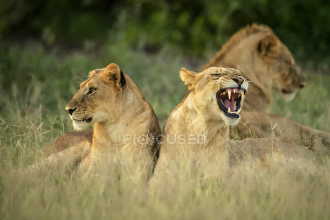Leones jóvenes (Panthera leo) acostados en la hierba mientras uno bosteza; Tanzania - foto de stock