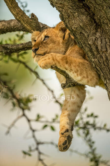 Löwenjunges (Panthera leo) entspannt sich auf einem Ast und schaut nach oben; Tansania — Stockfoto