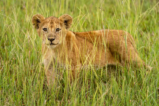 Portrait of lion cub (Panthera leo) standing in the long grass looking at camera through the grass; Tanzania — Stock Photo