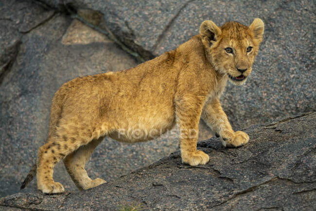 Retrato de primer plano del cachorro de león (Panthera leo) parado sobre roca mirando a la distancia; Tanzania - foto de stock