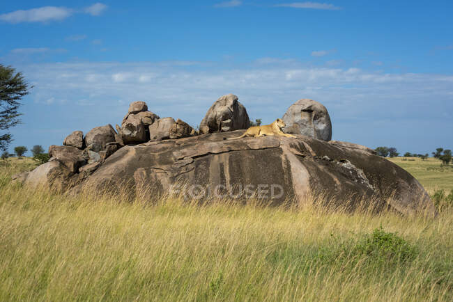 Lioness (Panthera leo) lying down on rocky outcrop on savanna; Tanzania — Stock Photo