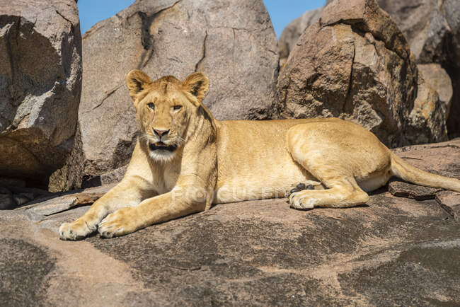 Retrato de cerca de la leona (Panthera leo) acostada en el afloramiento rocoso bajo el sol; Tanzania - foto de stock